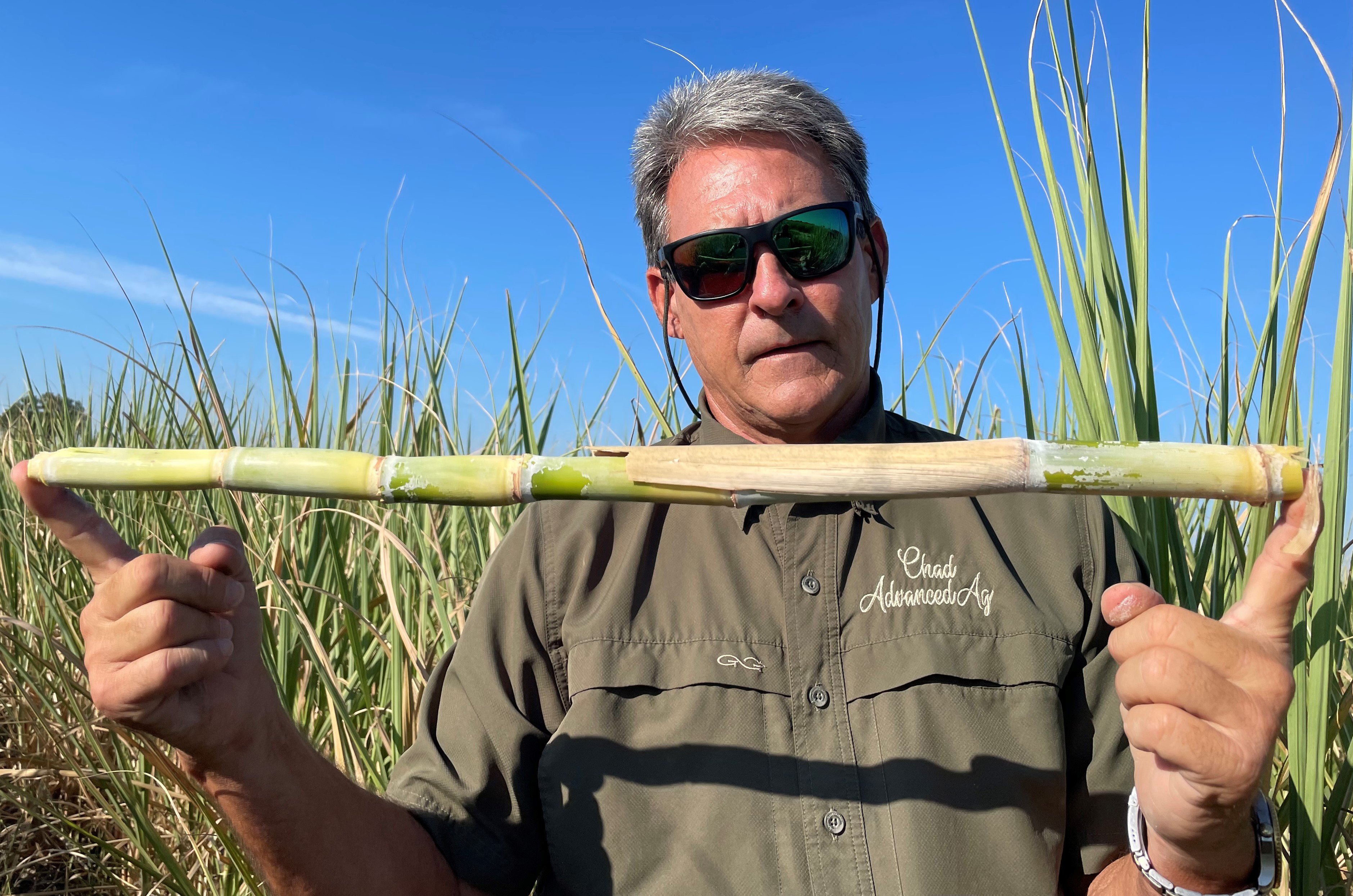 Sugarcane industry facing ‘unprecedented’ times amid record heat, drought